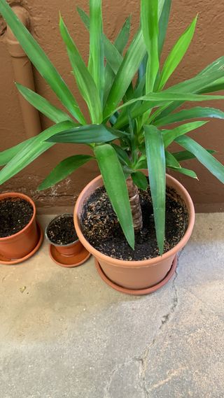 Planta Yucca - Bonita y saludable