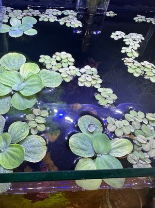 Salvinia natans - Plantas acuáticas