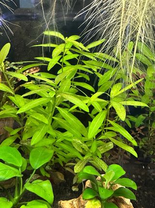 Planta Hygrophila acuario