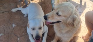 Guardería canina y felina
