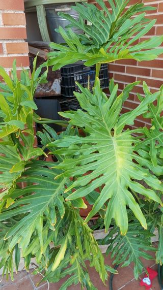 Planta Monstera deliciosa grande