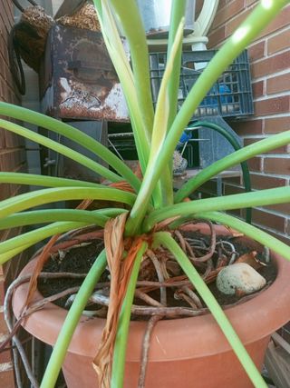 Planta Monstera deliciosa grande