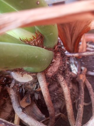 Planta Monstera deliciosa grande