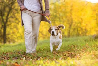 Paseo perros - Responsable