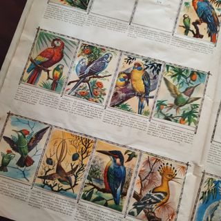 Álbum animales 1961 - Ed. Fher