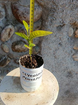 Pianta Glycosmis pentaphylla