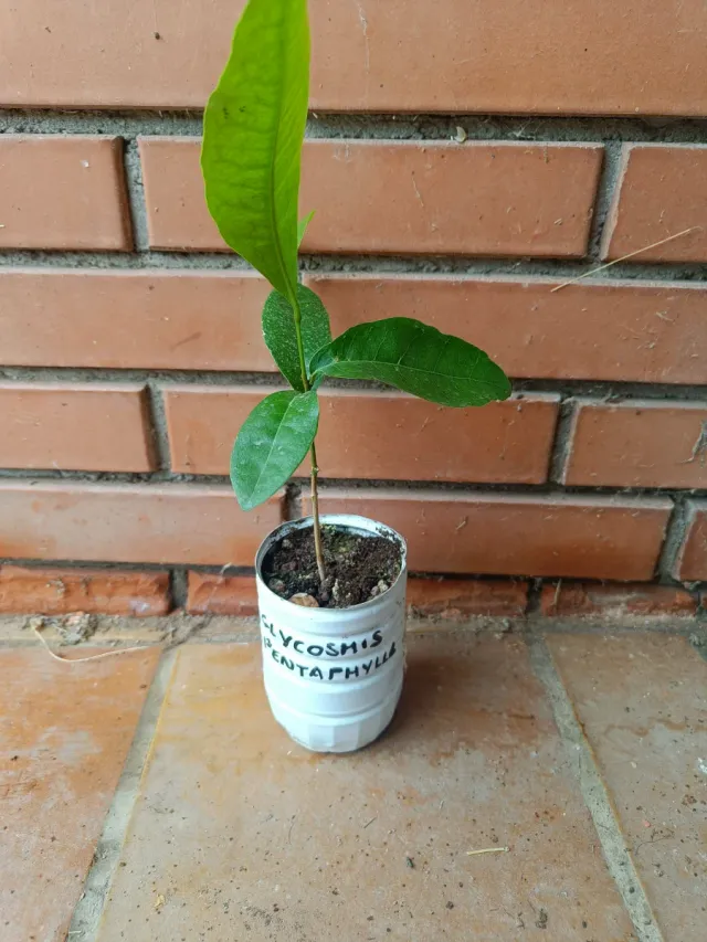 Piantina di Glycosmis pentaphylla