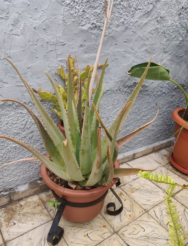 Aloe Vera grande - Planta