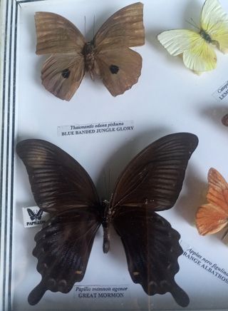 CUADRO VINTAGE MARIPOSAS