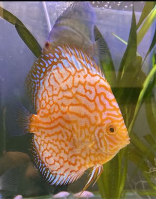 Acuario completo 250L cristal óptico 1cm