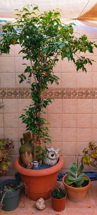 #OFERTA#FICUS BENJAMINA.