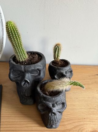 3 macetas calavera