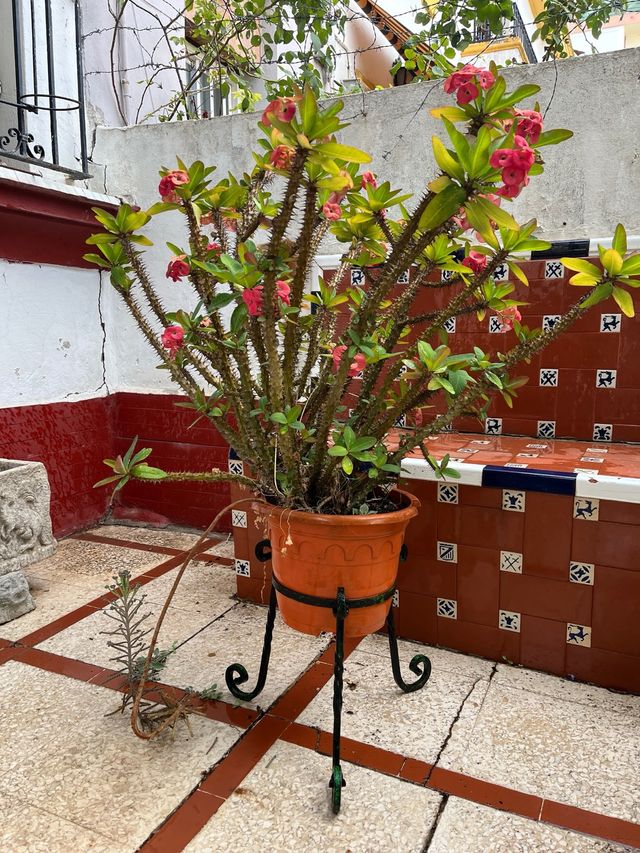 Corona de Cristo: Planta grande