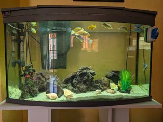 Acuario curvo 100L + mueble