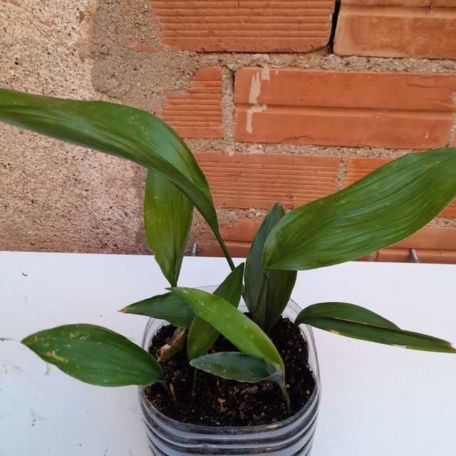 Impianto Aspidistra