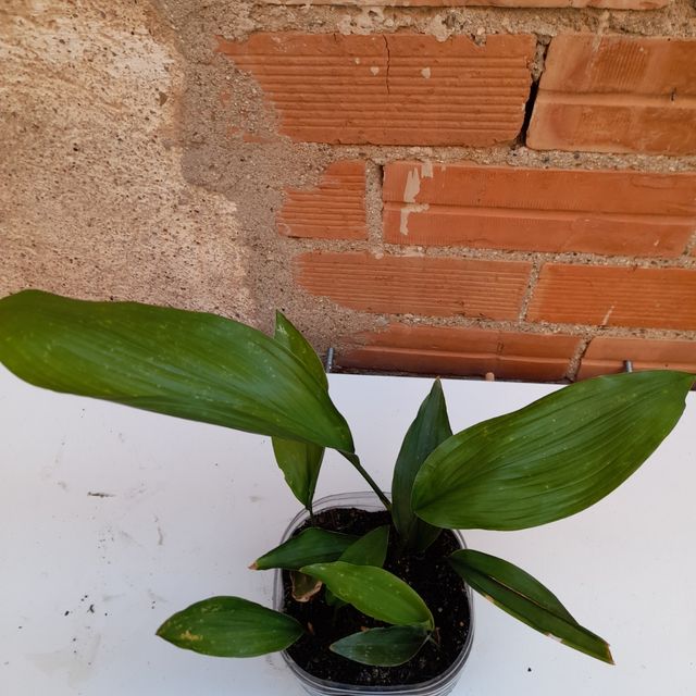 Impianto Aspidistra