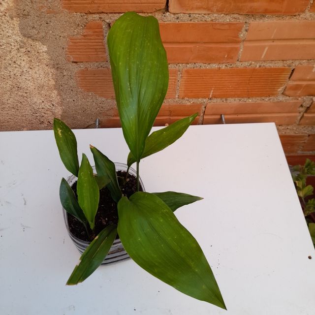 Impianto Aspidistra
