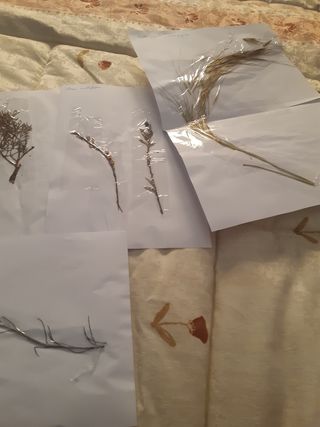 Herbario: plantas secas