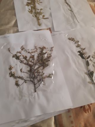 Herbario: plantas secas