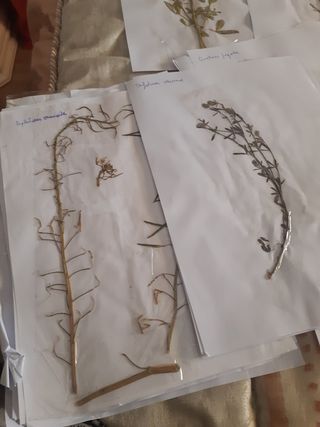 Herbario: plantas secas