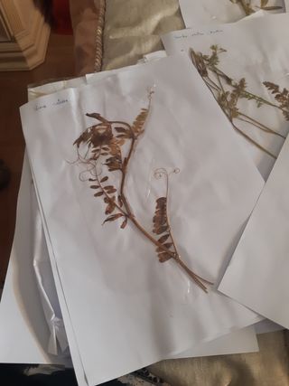 Herbario: plantas secas