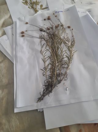Herbario: plantas secas