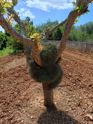 3 X Tillandsia - plantas de aire