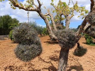 3 X Tillandsia - plantas de aire