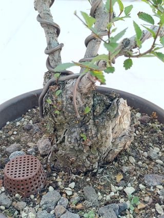 Bonsái Olmo  #bonsaiOlmo