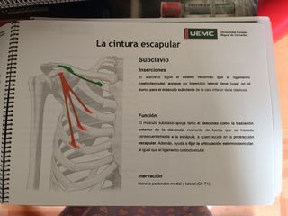 Anatomía funcional del Grado de CAFYD.UEMC