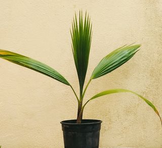 Palmera Abanico