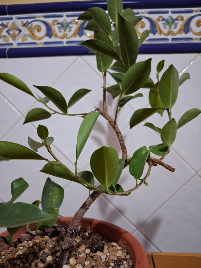 Prebonsai Ficus