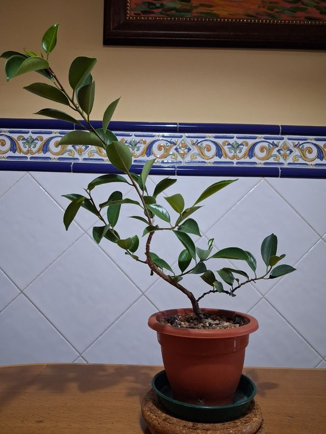 Prebonsai Ficus