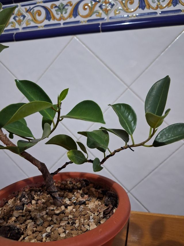 Prebonsai Ficus
