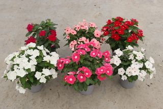 6 piante Vinca - colori assortiti