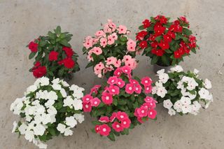 6 piante Vinca - colori assortiti