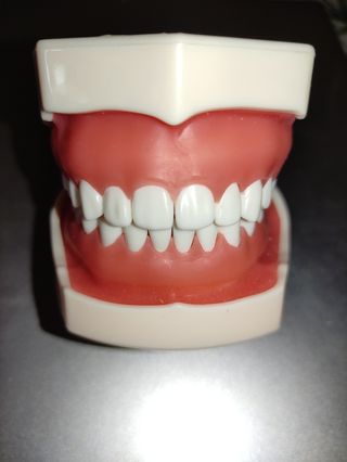 Typodont 32 dientes, modelo de dientes