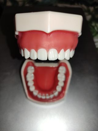 Typodont 32 dientes, modelo de dientes
