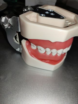 Typodont 32 dientes, modelo de dientes