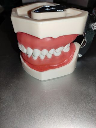 Typodont 32 dientes, modelo de dientes