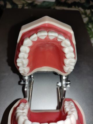 Typodont 32 dientes, modelo de dientes