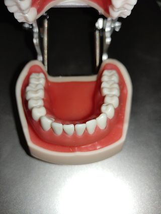 Typodont 32 dientes, modelo de dientes