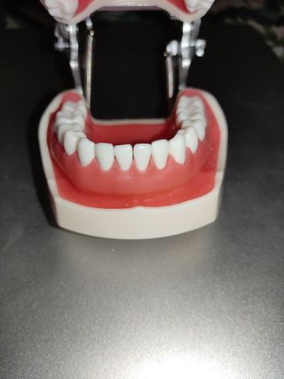 Typodont 32 dientes, modelo de dientes