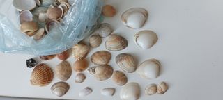 Conchiglie marine - 30 pezzi