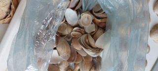 Conchiglie marine - 30 pezzi