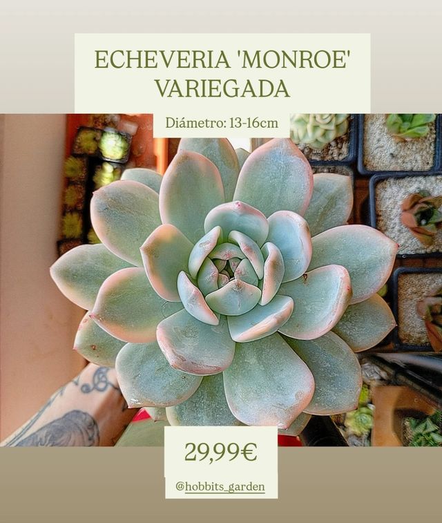Echeveria 'Monroe' Variegada XL-Suculentas PREMIUM