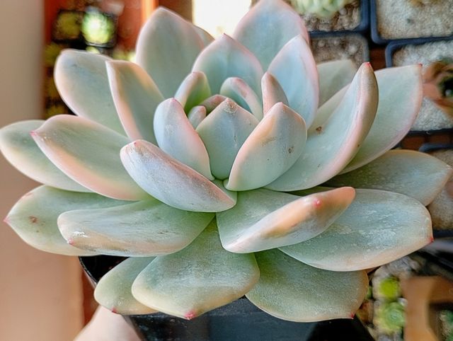 Echeveria 'Monroe' Variegada XL-Suculentas PREMIUM