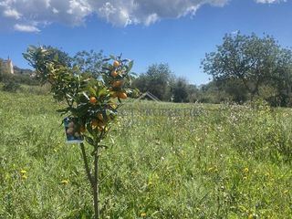 Terreno en venta en Son Servera