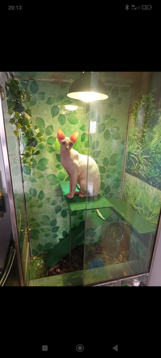 Terrario grande para reptiles