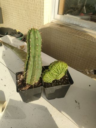 2 cactos: 1 colunar crestado + 1 regalito   Moises